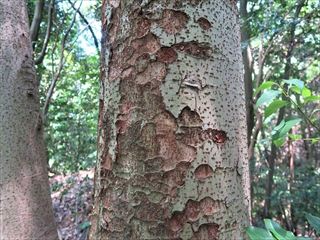 ケヤキ